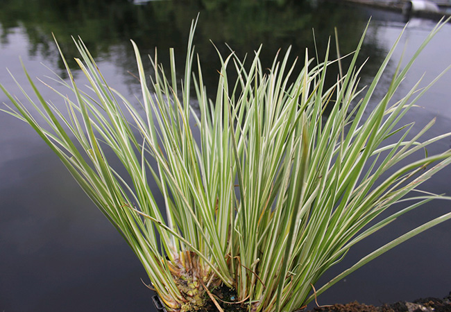 Image of Anglo Aquatic Miniature Pond Collection - 6 x 1L with Deep Water