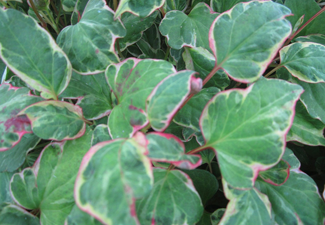 Image of Houttuynia cordata 'Boo Boo' 1 Ltr