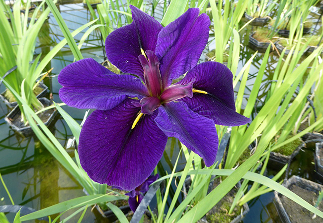 Image of Iris louisiana 'Black Gamecock' 1 ltr