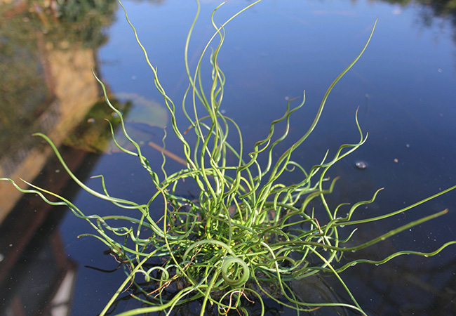 Image of Juncus effusus spiralis 3 ltr