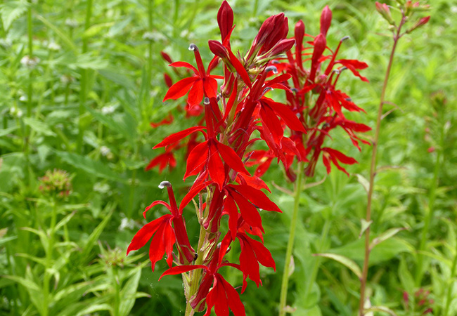 Image of Lobelia cardinalis 1 ltr