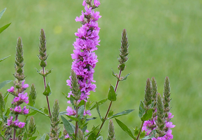 Image of Lythrum salicaria 3 ltr