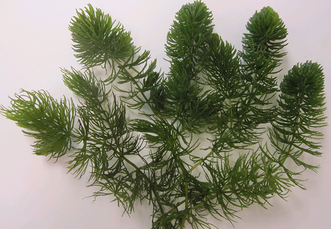 Image of Ceratophyllum demersum - Pack of 5