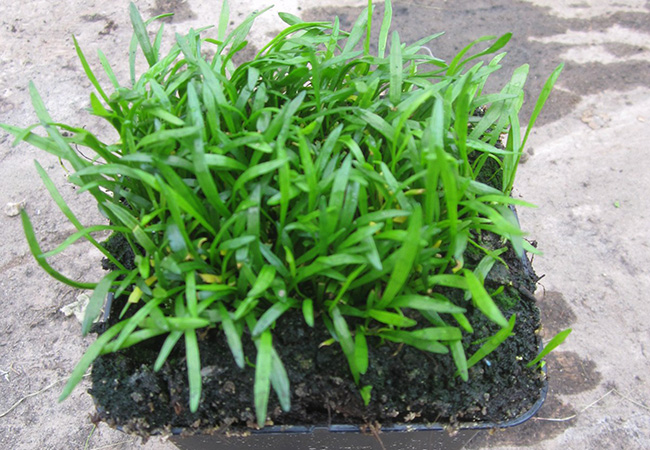Image of Lilaeopsis brasiliensis 2 ltr