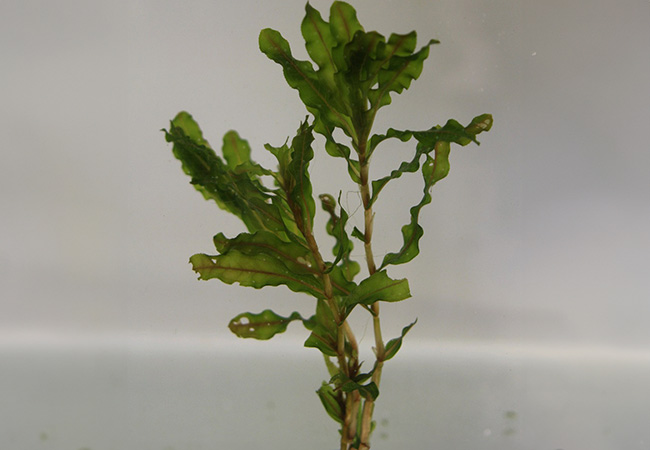 Image of Potamogeton crispus bunch - Pack of 5