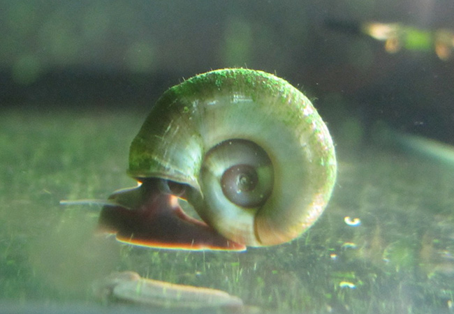Image of Ramshorn snails - Planorbis corn - Pack of 5
