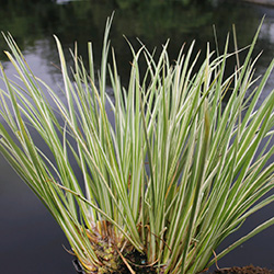 Image of Anglo Aquatic Miniature Pond Collection - 6 x 1L with Deep Water