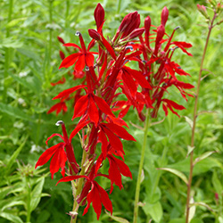 Image of Lobelia cardinalis 1 ltr