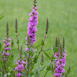 Image of Lythrum salicaria 3 ltr