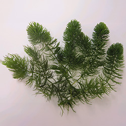 Image of Ceratophyllum demersum - Pack of 5