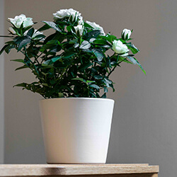 Image of Ivyline 440 Series 13cm Indoor Plant Pot in Antique White