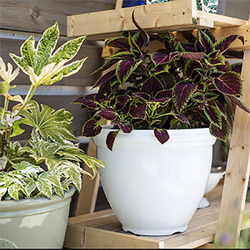 Image of Kelkay Plant Avenue Trad. Collection Classic Pot in White