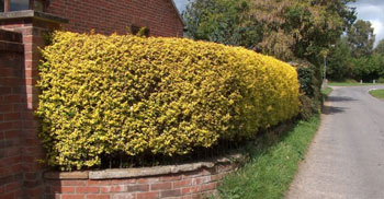 Image of Golden Privet (Ligustrum Aureum) Evergreen Hedging Plants - 2ft