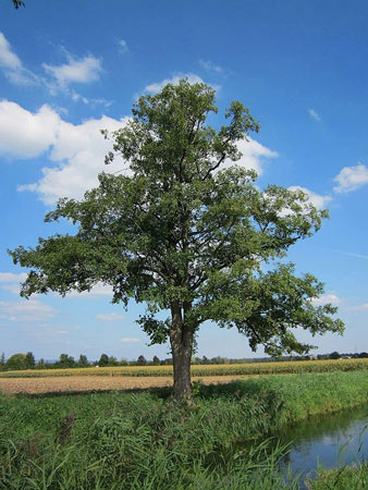 Image of 35 x 2-3ft Alder (Alnus Glutinosa) Field Grown Hedging Plants Tree Sapling Whips
