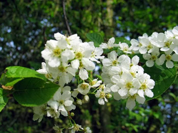 Image of Bird Cherry (Prunus Padus) Bare Root Hedging Plants - 3-4ft