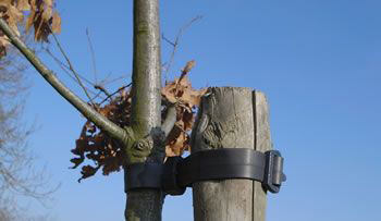 Image of Buckle Ties