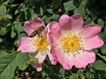 Image of 45 x 3ft Dog Rose (Rosa Canina) Field Grown Bare Root Hedging Plants Tree Whip Sapling