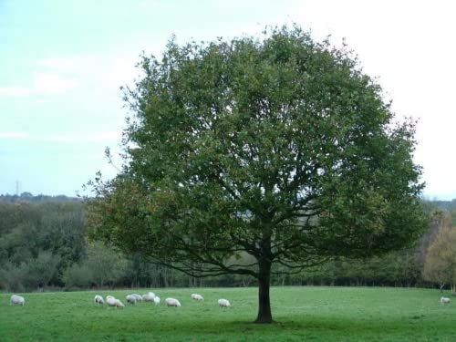 Image of English Oak (Quercus Robur) Field Grown Bare Root Hedging Plants - 2-3ft