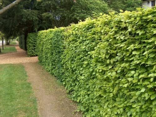 Image of 20 x 4-5ft Green Beech (Fagus Sylvatica) Semi-Evergreen Bare Root Hedging Plants