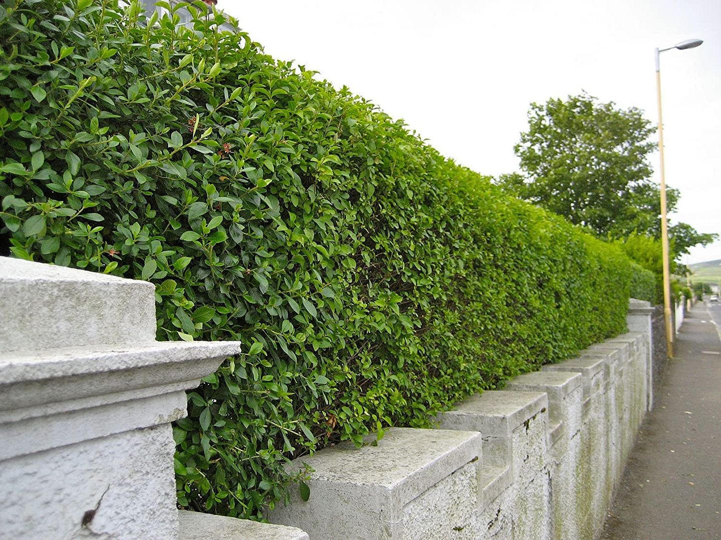 Image of Green Privet (Ligustrum Ovalifolium) Evergreen Bare Root Hedging Plants - 4ft