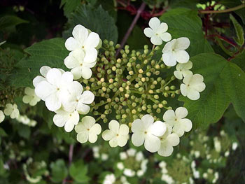 Image of Guelder Rose (Viburnum Opulus) Field Grown Bare Root Shade Loving Hedging Plants - 3ft