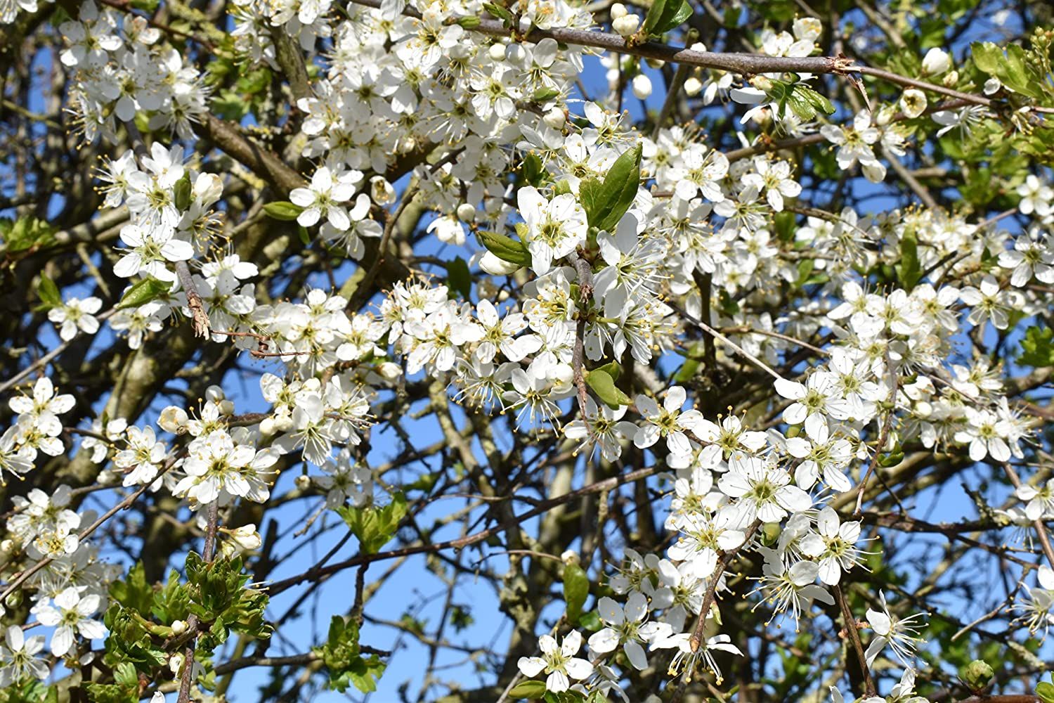 Image of Hawthorn (Crataegus Monogyna) Bare Root Hedging Plants - 5ft