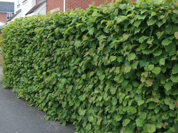 Image of 1000 x 3-4ft Hazel (Corylus Avellana) Field Grown Bare Root Hedging Plants Tree Whips Saplings