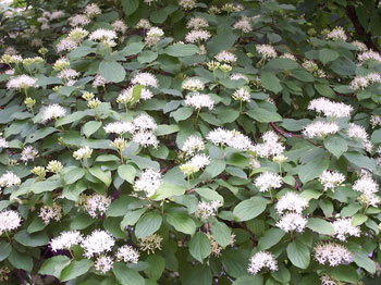 Image of Native Hedging Dogwood (Cornus Sanguinea) Bare Root Hedging Plants - 1-2ft