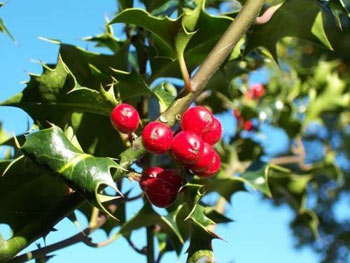 Image of 3 x 30-50cm Holly (Ilex Aquifolia) Pot Grown Evergreen Hedging Plants Shrub Whips Sapling