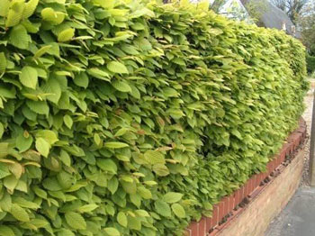 Image of Hornbeam (Carpinus Betulus) Field Grown Semi-Evergreen Native Hedge Plants - 2-3ft