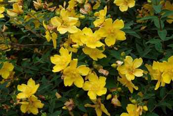 Image of 1-2ft Hypericum 'Hidcote' St John's Wort Field Grown Bare Root Hedging Plants
