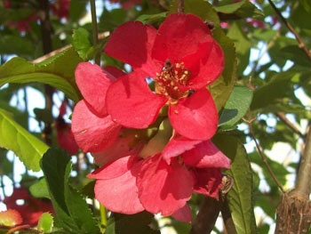 Image of 2-3ft Quince (Chaenomelis Japonica) Field Grown Bare Root Hedging Plants