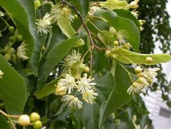 Image of 2-3ft Lime (Tilia Cordata) Field Grown Bare Root Hedging Plants