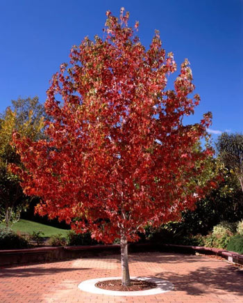 Image of 1-2ft Liquidamber (Styraciflua) Field Grown Bare Root Hedging Plants