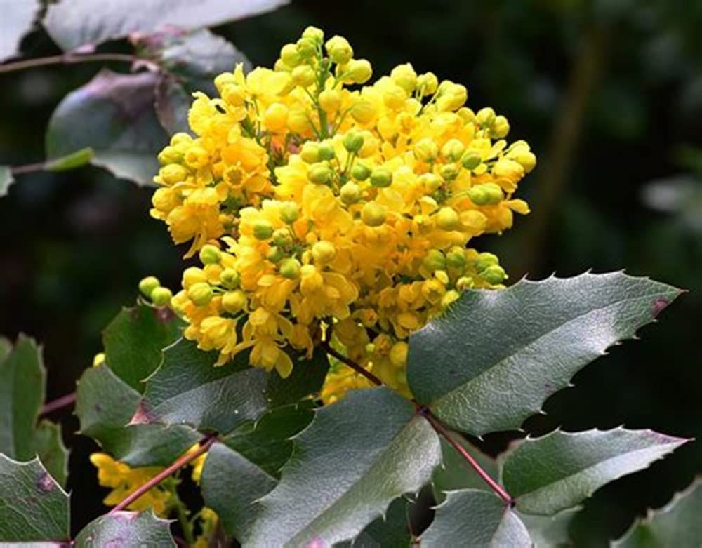Image of Mahonia Aquifolium (Oregon Grape) Semi-Evergreen Field Grown Hedging Plant - 30-40cm