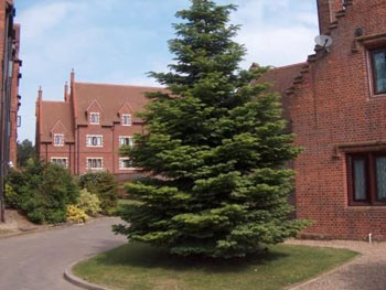 Image of Nordmann (Abies Nordmanniana) Christmas Tree Field Grown Bare Root Tree Whip Plants Sapling - 15-25cm
