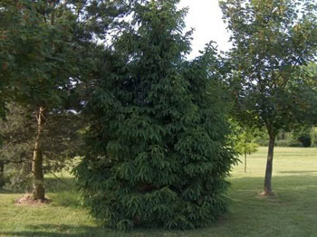Image of Norway Spruce (Picea Abies) Field Grown Evergreen Bare Root Tree Whip Sapling - 25-40cm