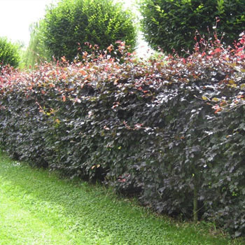 Image of Purple Beech (Fagus Sylvatica Atropunicea) Semi-Evergreen Field Grown Hedging - 1-2ft