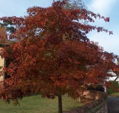 Image of Red Oak (Quercus Rubra) Field Grown Hedging Plants - 2-3ft