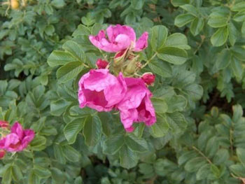 Image of Hedging Rose (Rosa Rugosa) Field Grown Bare Root Hedging Plants