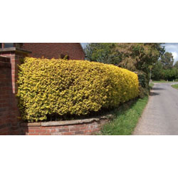 Image of Golden Privet (Ligustrum Aureum) Evergreen Hedging Plants