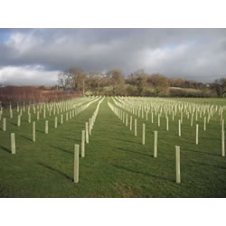 Image of Rainbow Tree Defenders with Stakes - 120cm Tall - x10