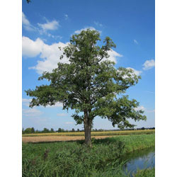 Image of Alder (Alnus Glutinosa) Field Grown Hedging Plants - 2-3ft