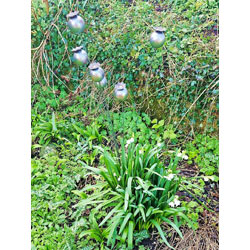 Image of Decorative Poppy Heads Border Stake in Sturdy Metal