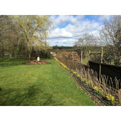 Small Image of Best Value Native Hedging Mix