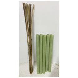 Image of Biodegradable Spiral Tree Guards with Canes - 60cm x 38mm