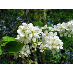 Image of Bird Cherry (Prunus Padus) Bare Root Hedging Plants - 3-4ft