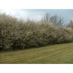 Image of Blackthorn (Prunus Spinosa) Bare Root Hedging Plants