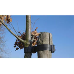 Image of Buckle Ties