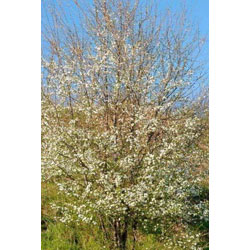 Image of Cherry Plum (Prunus Cerasifera) Bare Root Hedging Plants - 2-3ft
